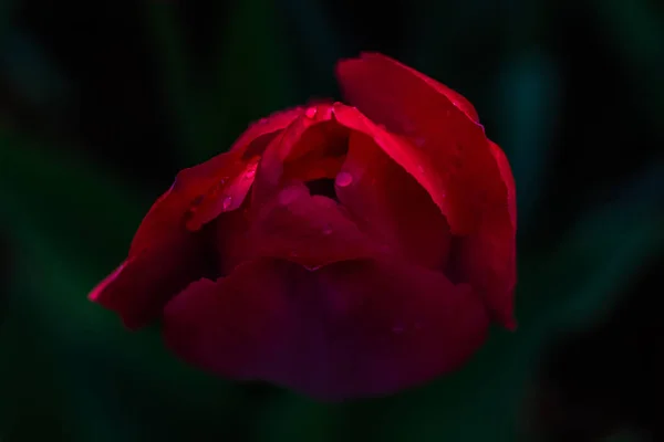 Roze Rode Tulpen Natuurlijk Licht — Stockfoto