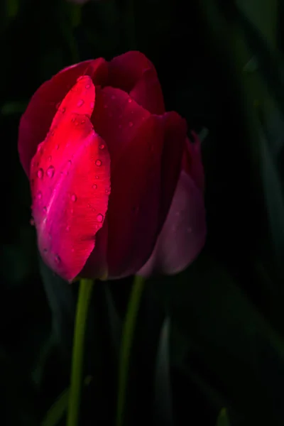 Roze Rode Tulpen Natuurlijk Licht — Stockfoto