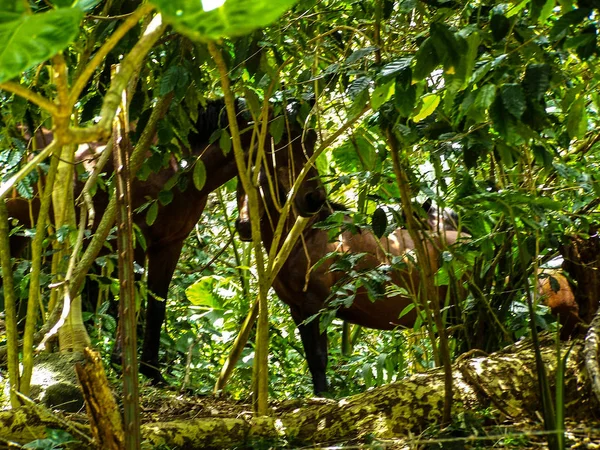 Hawaii büyük ada üzerinde Waipio Vadisi'nde tropik cennet