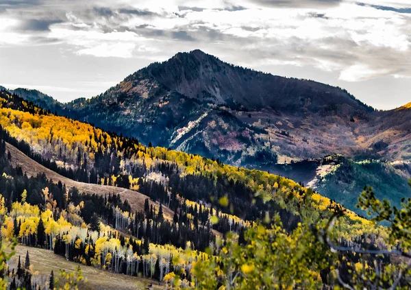 Fall Colors Wasatch Mountains Gold Aspen Foliage — Stock Photo, Image