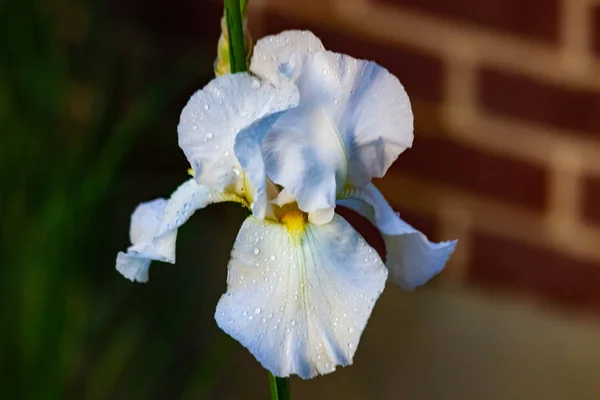 Witte Irissen Bloeien Het Voorjaar — Stockfoto