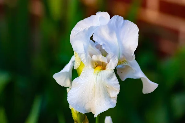 Witte Irissen Bloeien Het Voorjaar — Stockfoto