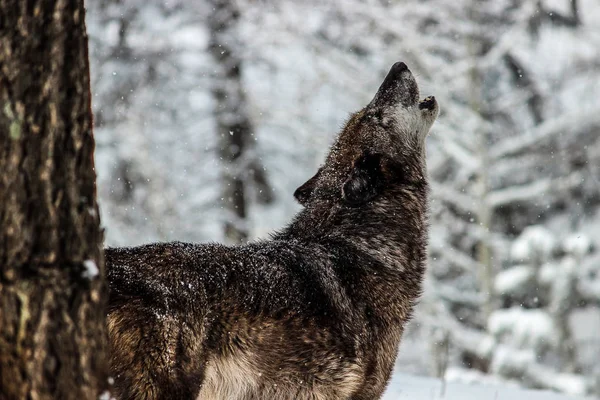 Alfa Macho Gris Lobo Aullando — Foto de Stock