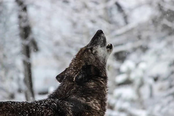 Alpha Lobo Gris Nieve — Foto de Stock