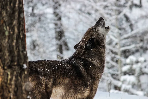 Alpha Lobo Gris Nieve — Foto de Stock