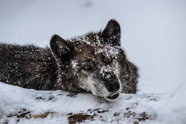 Alpha Female Grey Wolf Snow — Stock Photo, Image