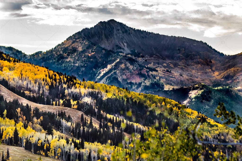 Fall Colors of the Wasatch Mountains with Gold Aspen Foliage 