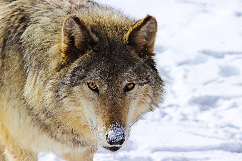 Alpha Male Grey Wolf Howling 