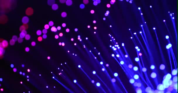 Tips Fiber Optic Tubes Illuminated Blue Pink Light — Stock Video