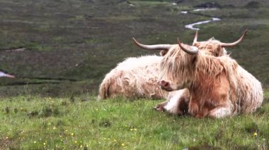 Highlanders sığır inek kıllı