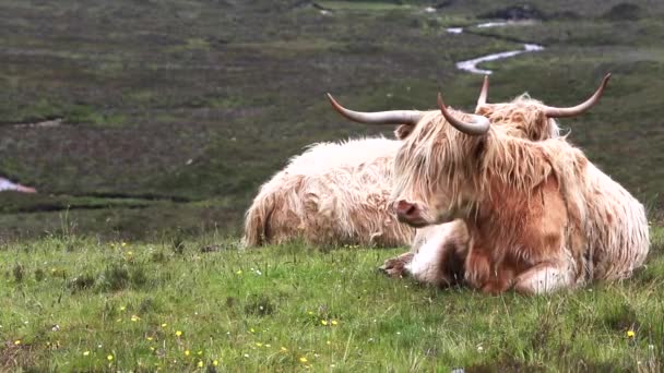 Highlanders Cattle Cows Hairy — Stock Video