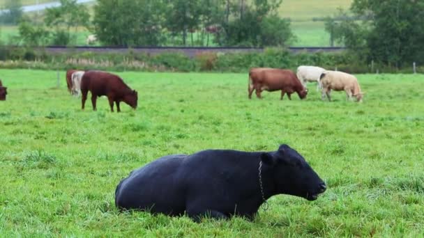 Vacas Tierras Cultivo Agricultura Pastoreo — Vídeo de stock