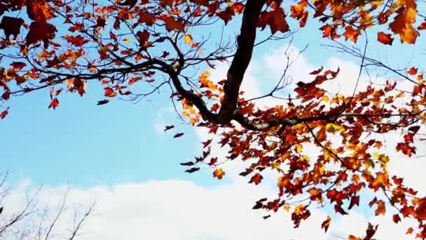 Maple Tree Podzimní Listí Stromu Červená — Stock video