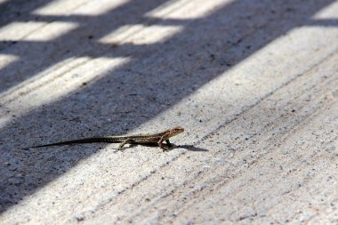 kertenkele bir betonarme döşeme sürüngen üzerinde güneşin tadını çıkarma