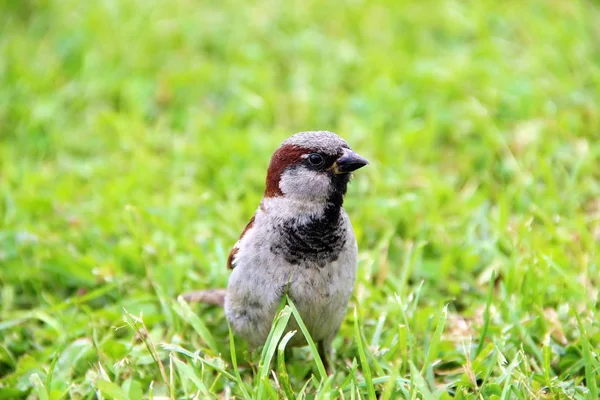 Brauner Sperling sitzt im grünen Gras, Nahaufnahme — Stockfoto