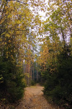 Sonbahar Orman yol karanlık kir