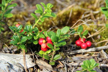 Güneş makroda kırmızı yuvarlak meyveler ile yeşil bitki