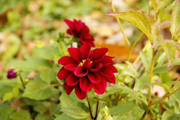 koyu kırmızı dahlia yakın makro yeşil yukarı yapraklar