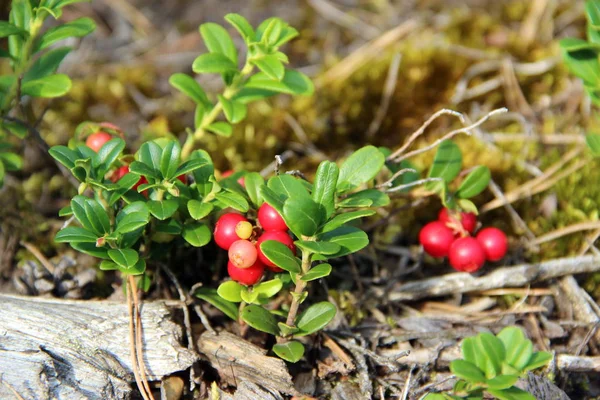 Güneş makroda kırmızı yuvarlak meyveler ile yeşil bitki