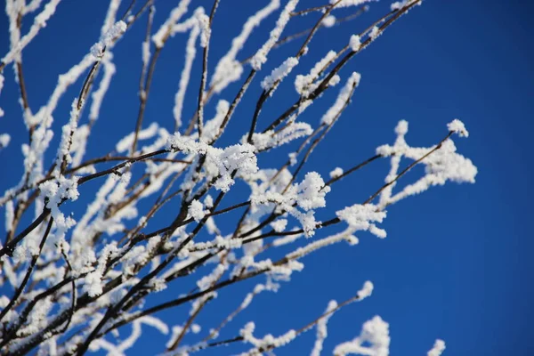 hoarfrost ağaç dallarının mavi gökyüzü karşı buz