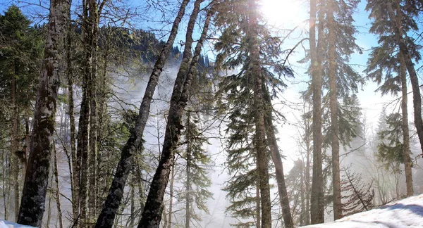 Sol e nevoeiro na floresta de montanha no inverno — Fotografia de Stock