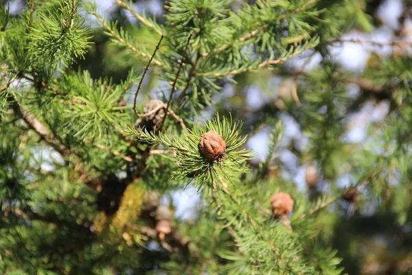 Kleine braune Beulen auf dem grünen Fichtenzweig — Stockfoto