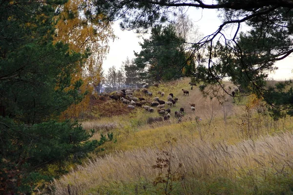 一群羊在秋天的山上吃着松木在边缘 图库图片