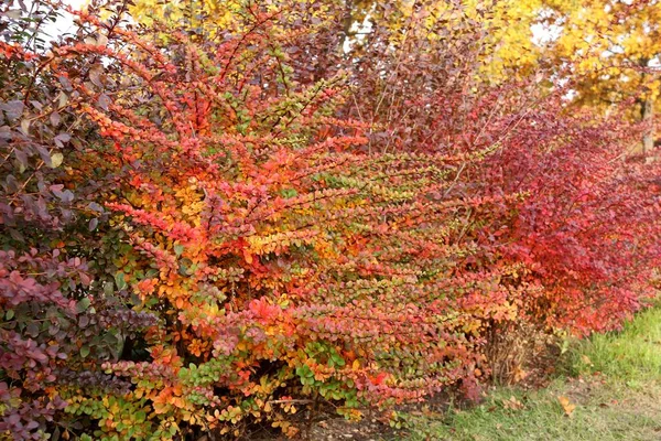 Hojas de arbusto multicolor naranja y rojo primer plano en otoño — Foto de Stock