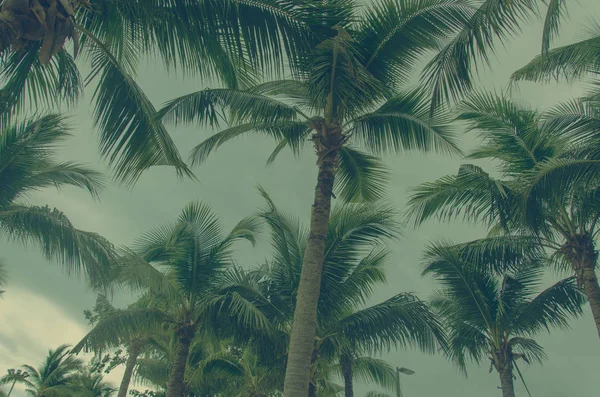 Tropisk Palmträd Himmel Och Moln Vintage Tonen — Stockfoto