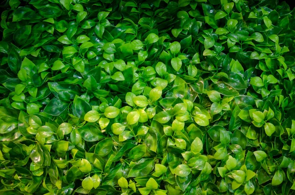 Φύση Πράσινο Φύλλο Στον Κήπο Χρησιμοποιώντας Φόντο — Φωτογραφία Αρχείου