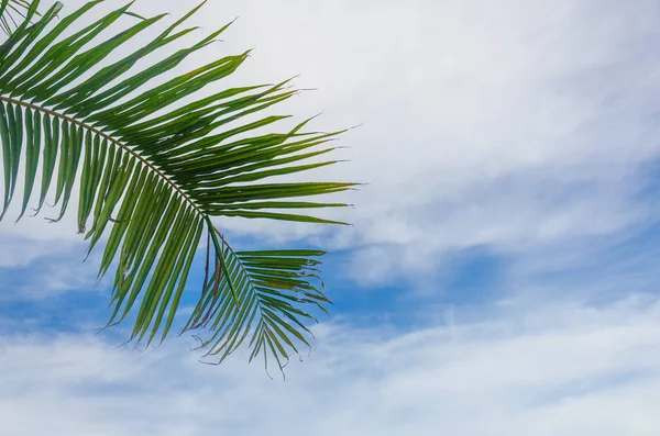 Kokospalme Auf Himmelshintergrund — Stockfoto