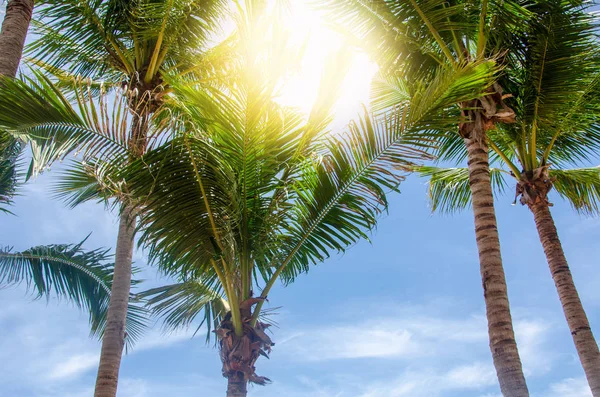 Кокосовая Пальма Фоне Неба — стоковое фото