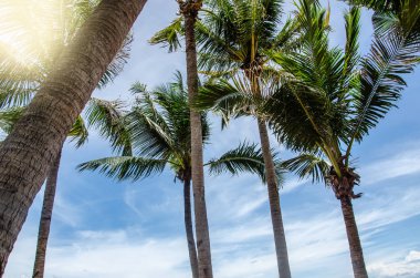 gökyüzü arka plan üzerine Hindistan cevizi hurma ağacı.