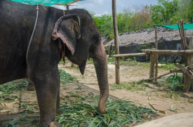 Tayland at genç fil.