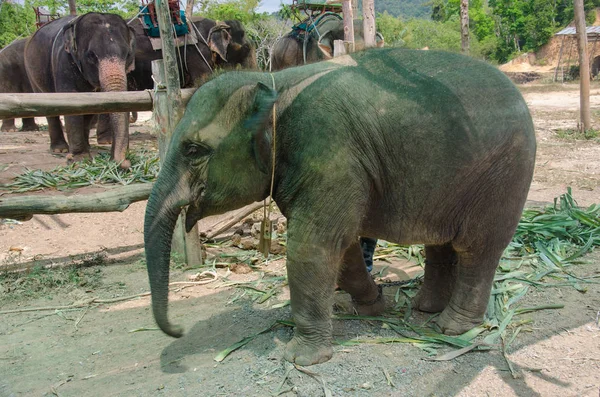 Junger Elefant Thailand — Stockfoto