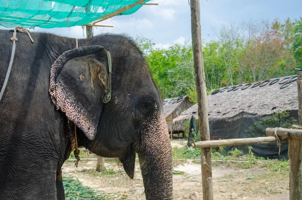Tayland at genç fil.