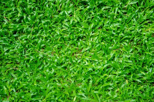 Natureza Folha Verde Jardim Usando Como Pano Fundo — Fotografia de Stock