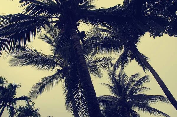 Kokosnoot Boom Aan Tropische Kust Gemaakt Met Vintage Tones Warme — Stockfoto