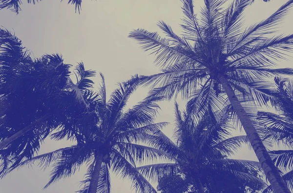 Tropikal Sahilde Hindistan Cevizi Ağacı Vintage Tones Sıcak Tonlardan Yapılır — Stok fotoğraf
