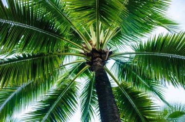 Hindistan cevizi hurma ağacı gökyüzü arka plan.