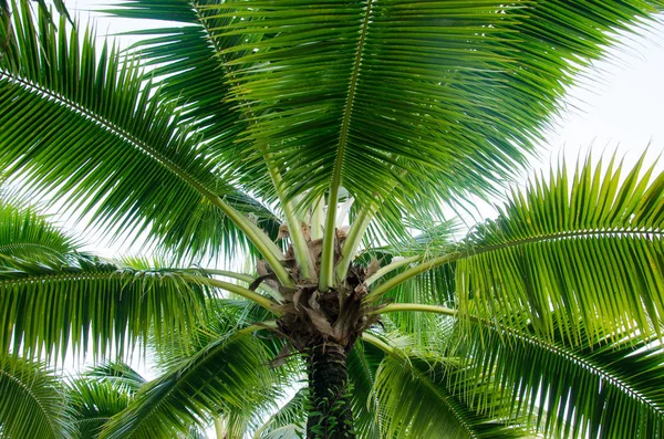 Coconut Palm Tree Sky Pozadí — Stock fotografie