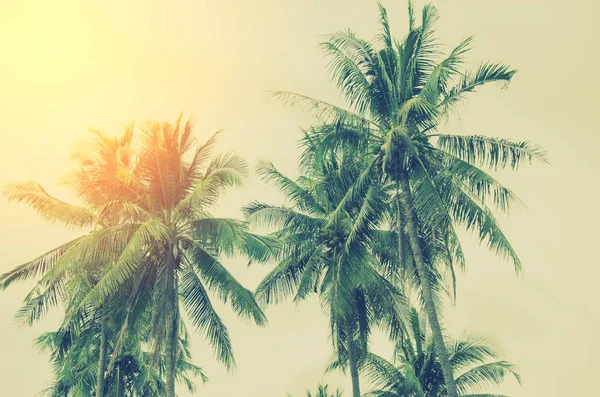 Tropisk Palmträd Med Solljus Himmel Bakgrund Sommaren Natur Resor Koncept — Stockfoto