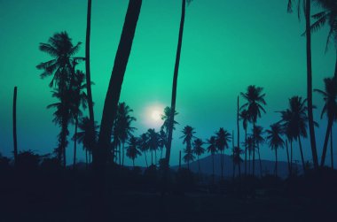 tropikal palmiye ağacı gökyüzü arka plan üzerinde güneş ışığı ile. Yaz doğa seyahat kavramı. Vintage sesi