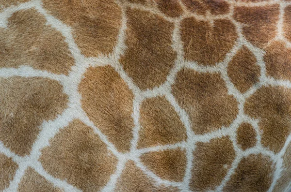 Giraffe fur pattern. Animal skin background