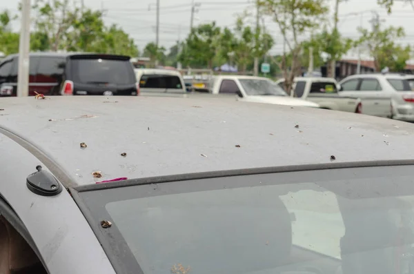 Saleté Excréments Oiseaux Arrière Une Voiture Grise — Photo