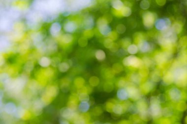 Yeşil doğa arkaplanı