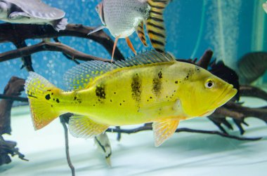 balık cichla 