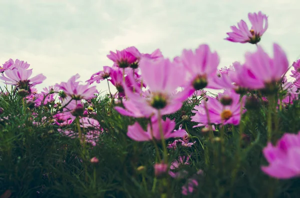 Cosmos flower — Stock Photo, Image