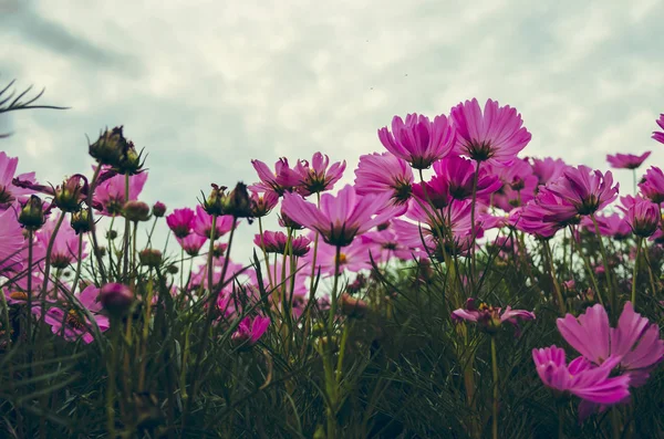 Kosmos blomma — Stockfoto