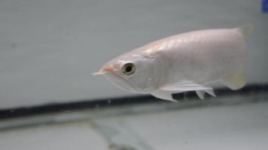 Arowana balığı